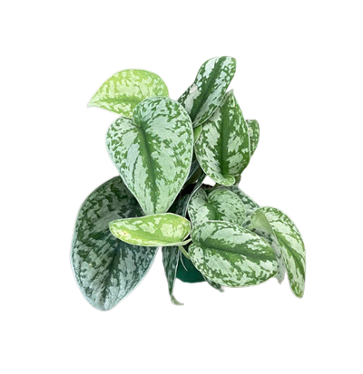 Exotica